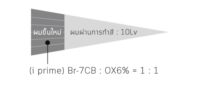 Case study ช่วงโคนผมขึ้นใหม่มีปริมาณผมขาว 30% ต้องการได้โทน Ash ระดับ 8